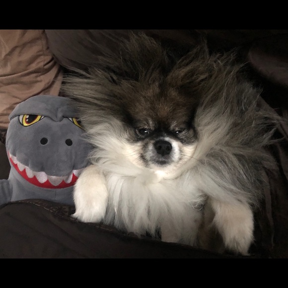 Meet your Posher, Sherry, Scot & Chewy! - Picture 3 of 8